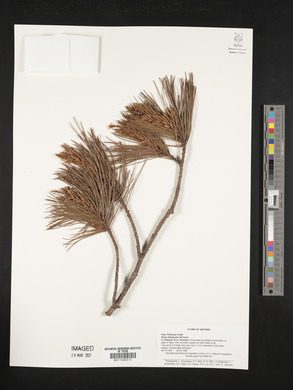 Pinus dalatensis image