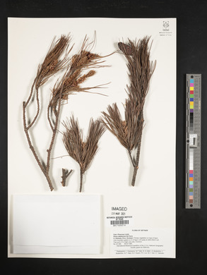 Pinus dalatensis image