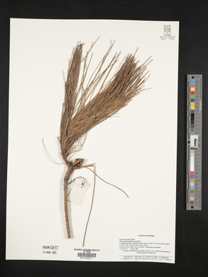 Pinus kesiya image