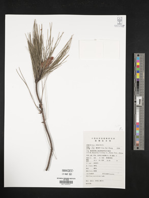 Pinus massoniana image