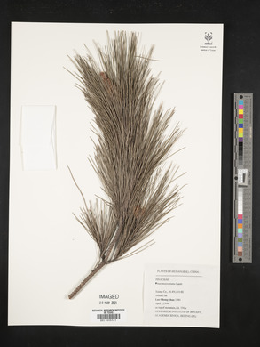 Pinus massoniana image