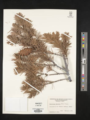 Pseudotsuga menziesii image