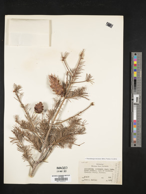 Pseudotsuga menziesii image