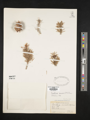 Pseudotsuga menziesii image
