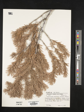 Pseudotsuga menziesii image
