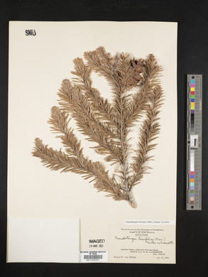 Pseudotsuga menziesii image