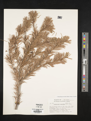 Pseudotsuga menziesii image