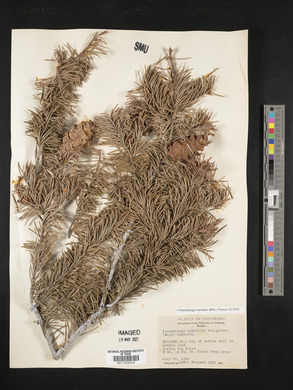 Pseudotsuga menziesii image
