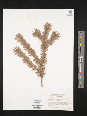 Pseudotsuga menziesii image