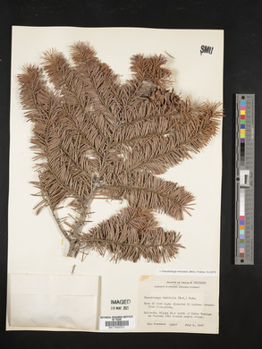 Pseudotsuga menziesii image