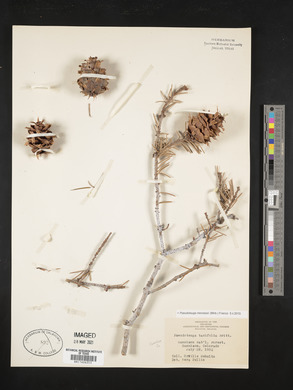 Pseudotsuga menziesii image
