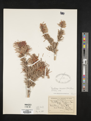 Pseudotsuga menziesii image
