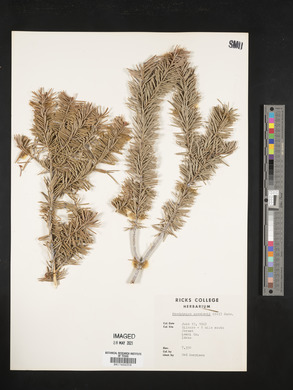 Pseudotsuga menziesii image
