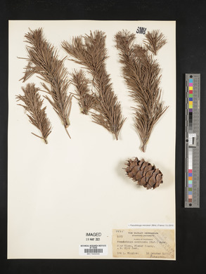 Pseudotsuga menziesii image