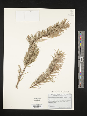 Pseudotsuga menziesii var. menziesii image