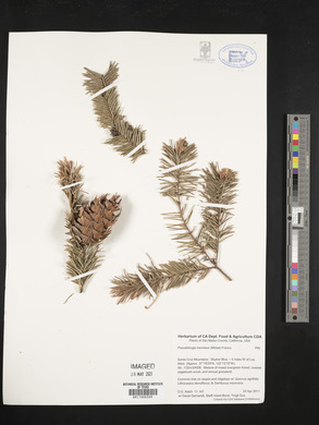 Pseudotsuga menziesii image
