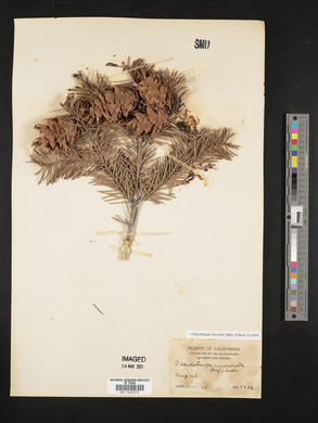 Pseudotsuga menziesii image