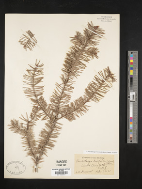 Pseudotsuga menziesii image