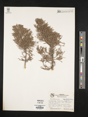 Pseudotsuga menziesii image