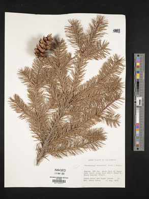 Pseudotsuga menziesii image