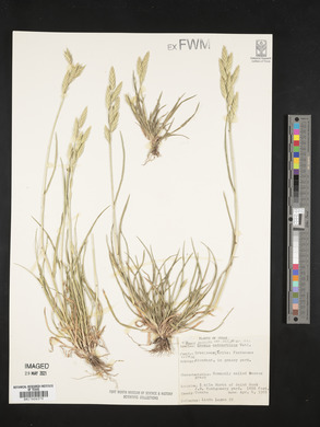 Bromus catharticus image
