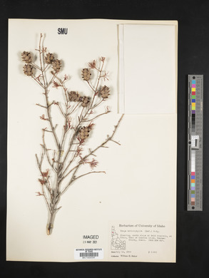 Tsuga heterophylla image