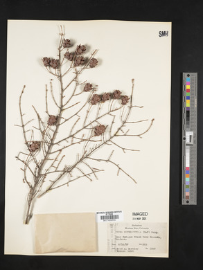 Tsuga heterophylla image