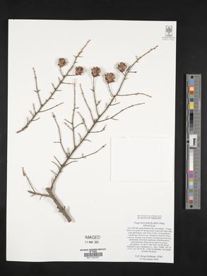Tsuga heterophylla image