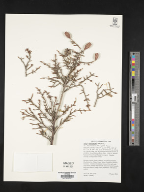 Tsuga heterophylla image