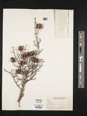 Tsuga heterophylla image