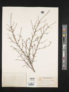 Tsuga heterophylla image