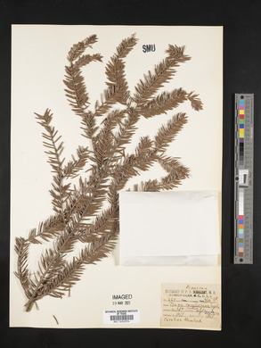 Tsuga caroliniana image