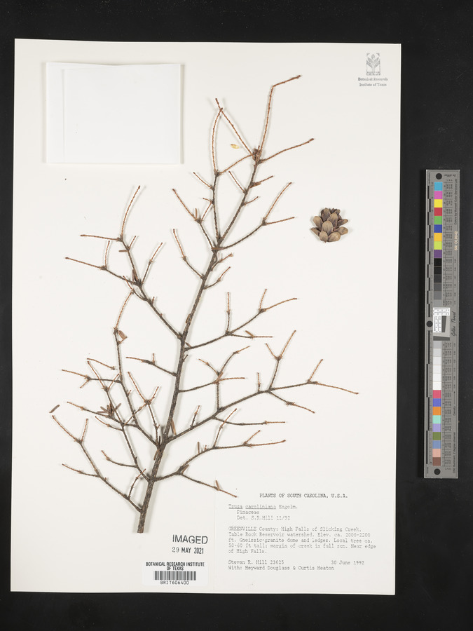 Tsuga caroliniana image