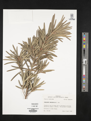 Podocarpus macrophylla image