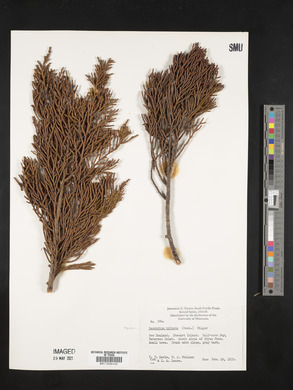 Dacrydium biforme image