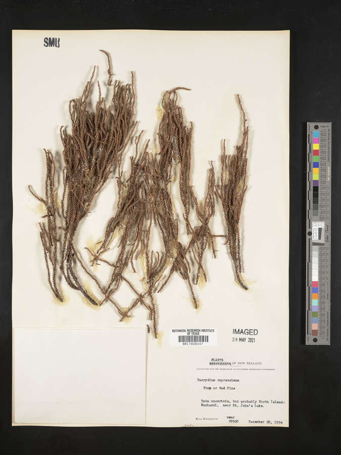 Dacrydium cupressinum image