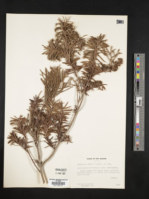 Halocarpus kirkii image