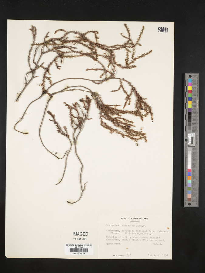 Lepidothamnus laxifolius image