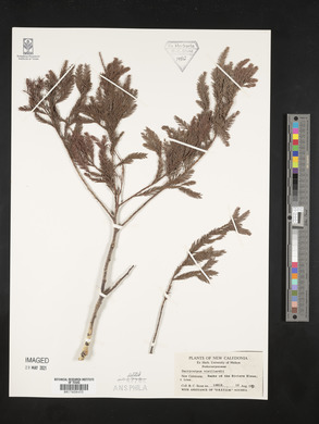 Dacrycarpus vieillardii image