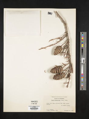 Tsuga mertensiana image
