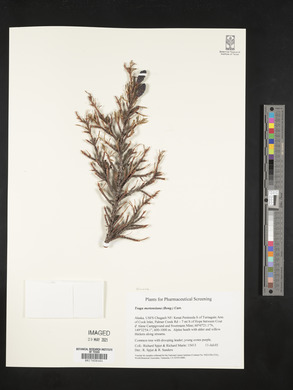 Tsuga mertensiana image