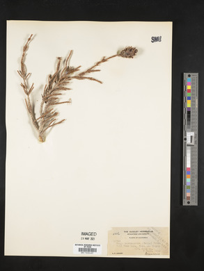 Tsuga mertensiana image