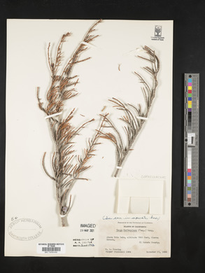 Tsuga mertensiana image