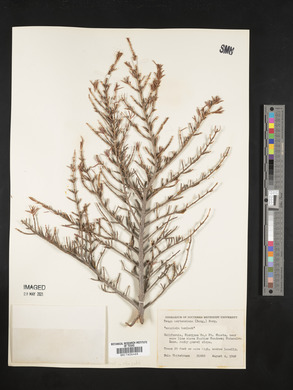 Tsuga mertensiana image