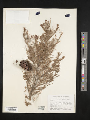 Tsuga mertensiana image