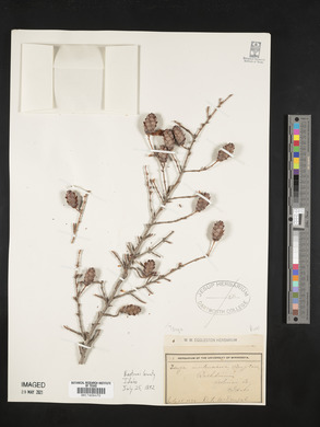 Tsuga mertensiana image