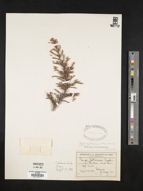Tsuga mertensiana image