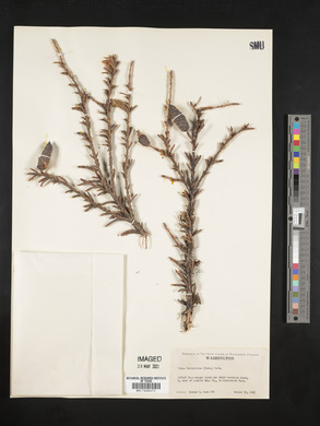Tsuga mertensiana image