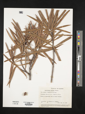 Austrotaxus spicata image