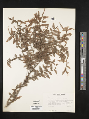 Podocarpus dacrydioides image